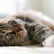 Illustration for article titled Here's Some Advice on How to Train Your Cat